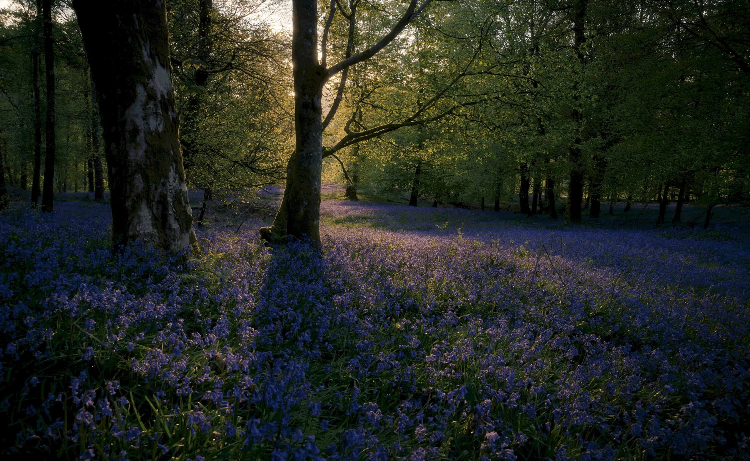 The UKs best places to see bluebells and daffodils