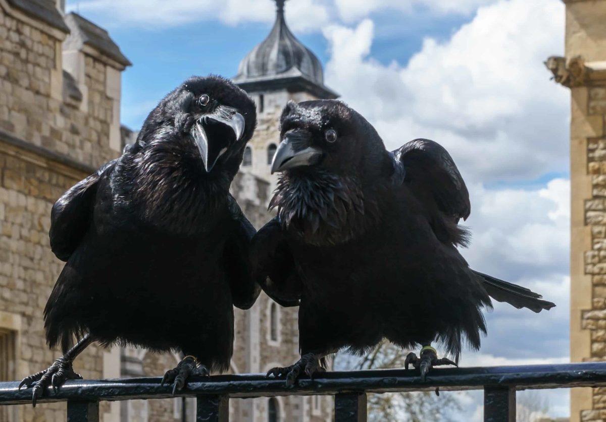 ravens at the tower of london