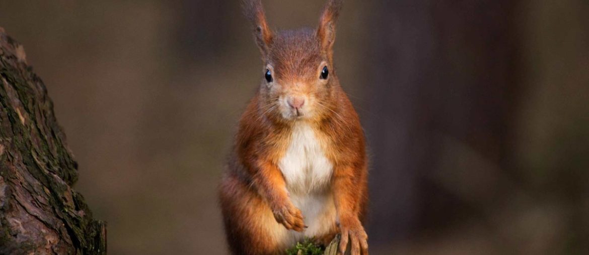 Red Squirrel from the UK