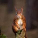 Red Squirrel from the UK