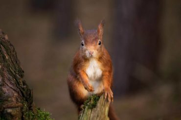 Red Squirrel from the UK