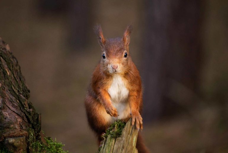 Red Squirrel from the UK