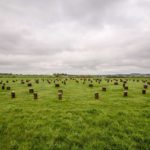 Woodhenge