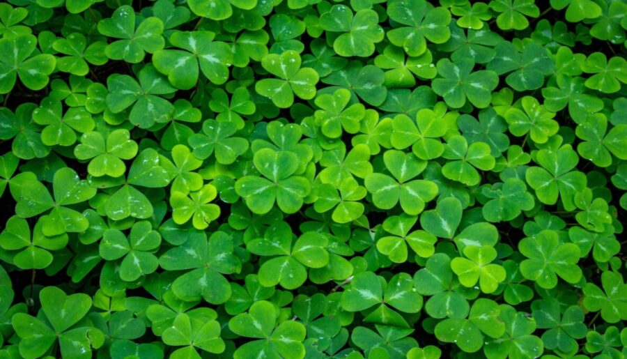 St Patrick’s Day in Britain: How It’s Celebrated & Where to Go