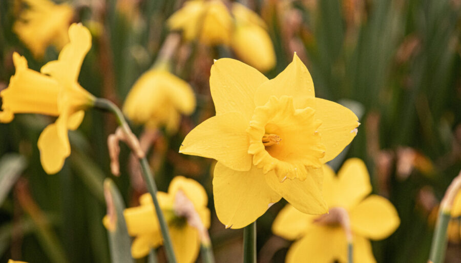 St David’s Day: How Wales Celebrates Its Patron Saint